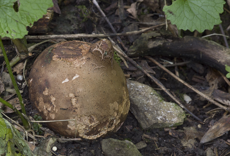 Geastrum melanocephalum